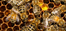 bienenquer